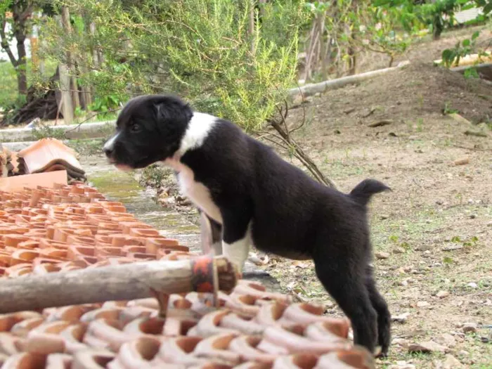 Cachorro raça SRD idade 2 a 6 meses nome May