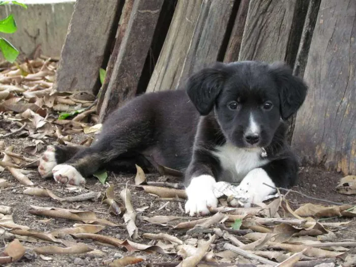 Cachorro raça SRD idade 2 a 6 meses nome May