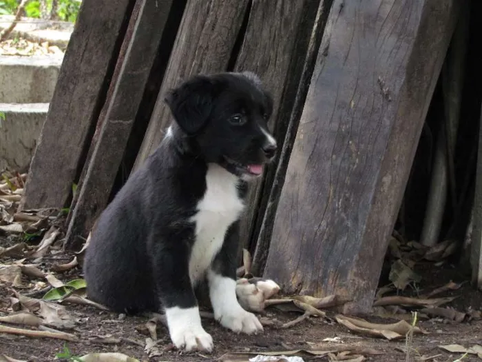 Cachorro raça SRD idade 2 a 6 meses nome May