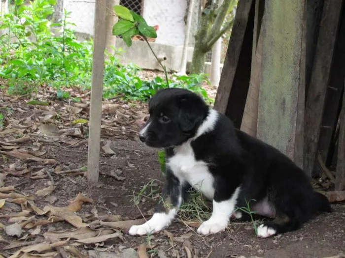 Cachorro raça SRD idade 2 a 6 meses nome May
