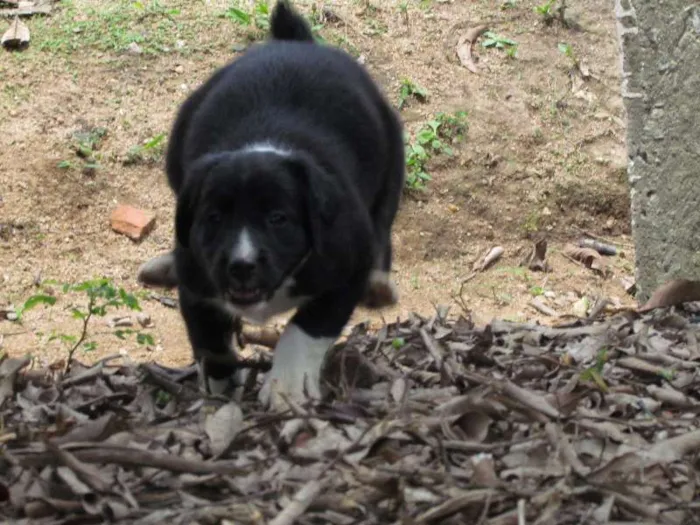 Cachorro raça SRD idade 2 a 6 meses nome May