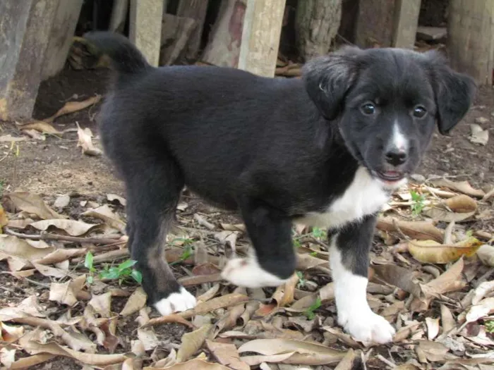Cachorro raça SRD idade 2 a 6 meses nome May