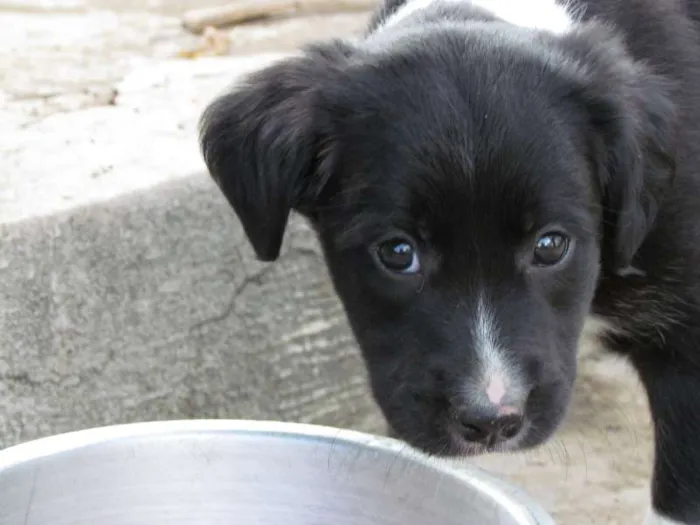 Cachorro raça SRD idade 2 a 6 meses nome May