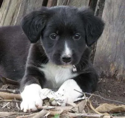 Cachorro raça SRD idade 2 a 6 meses nome May