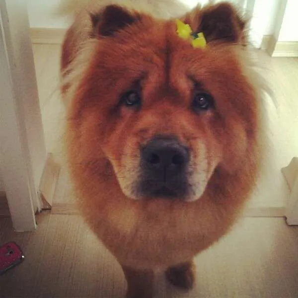 Cachorro raça Chow Chow idade 3 anos nome Mila