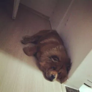 Cachorro raça Chow Chow idade 3 anos nome Mila