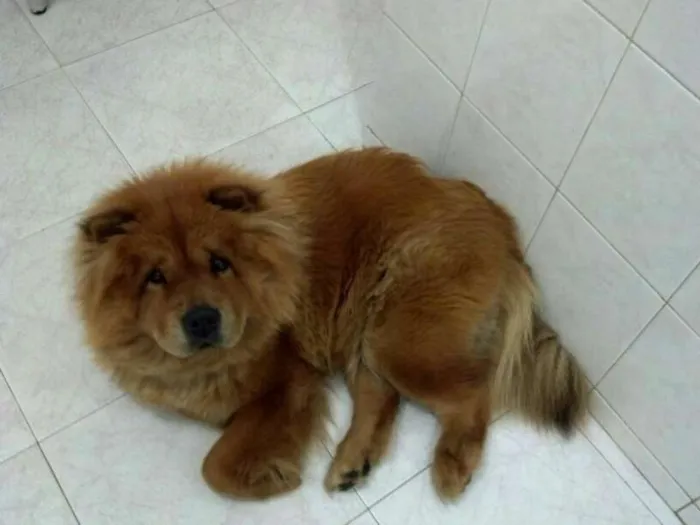 Cachorro raça Chow Chow idade 3 anos nome Mila