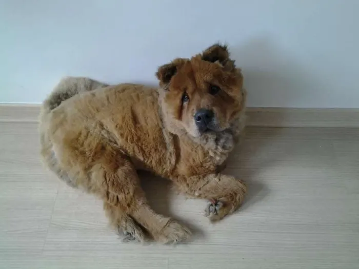 Cachorro raça Chow Chow idade 3 anos nome Mila