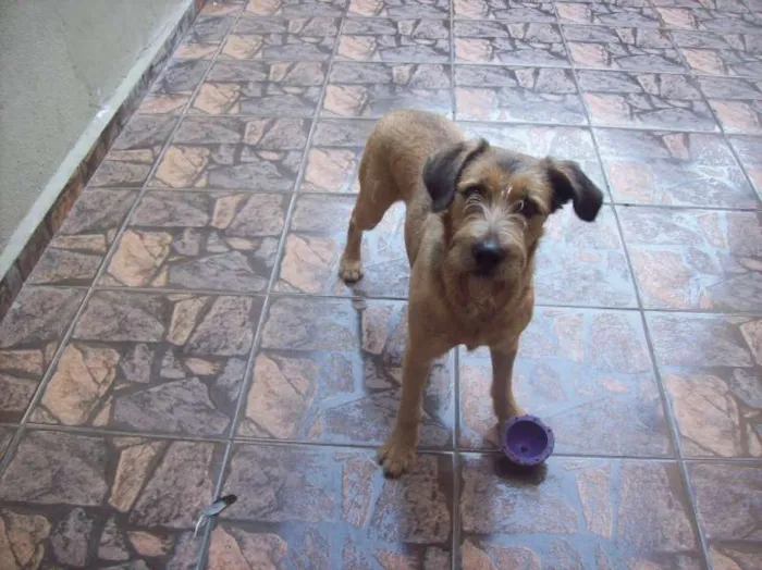 Cachorro ra a Vira Lata idade 2 anos nome Duque dos Anjos