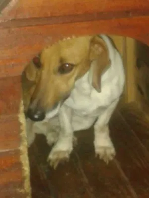 Cachorro raça SRD idade 1 ano nome Mel
