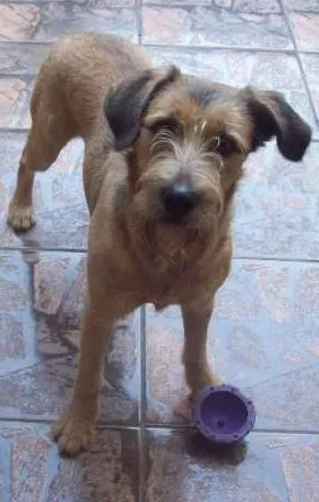 Cachorro ra a Vira Lata idade 2 anos nome Duque dos Anjos