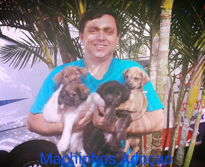 Cachorro ra a dv idade  nome Vários filhotes