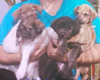 Cachorro ra a dv idade  nome Vários filhotes