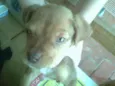 Cadelinha