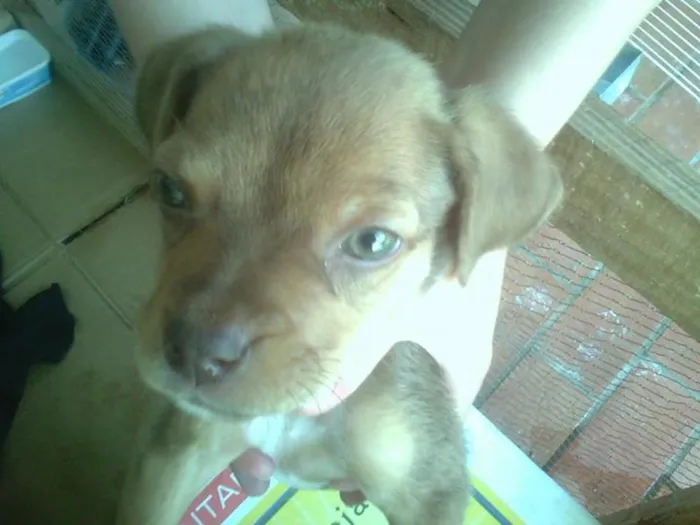 Cachorro ra a SRD idade  nome Cadelinha