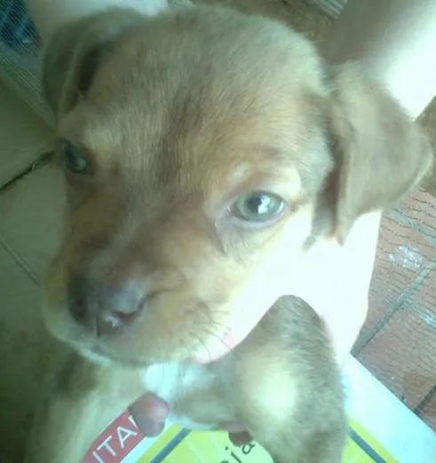 Cachorro ra a SRD idade  nome Cadelinha