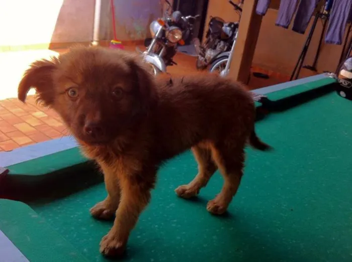 Cachorro ra a SRD idade  nome Cãozinho
