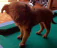 Cãozinho