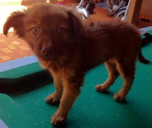 Cachorro ra a SRD idade  nome Cãozinho