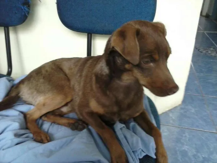 Cachorro ra a SRD idade 1 ano nome Pitoko
