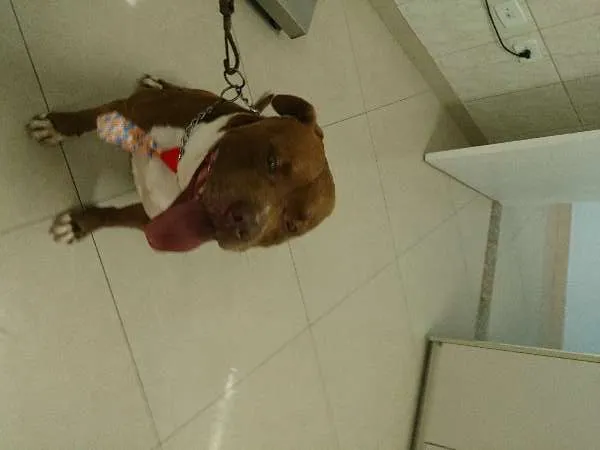 Cachorro ra a Pit-Bull idade 3 anos nome Maike 