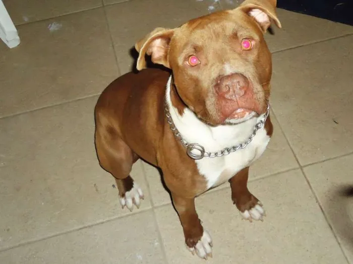Cachorro ra a Pit-Bull idade 3 anos nome Maike 