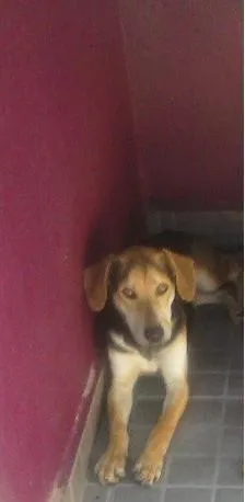 Cachorro ra a SRD idade 1 ano nome Ayron