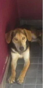 Cachorro ra a SRD idade 1 ano nome Ayron