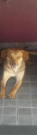 Cachorro ra a SRD idade 1 ano nome Lók