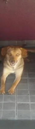Lók
