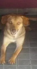 Cachorro raça SRD idade 1 ano nome Lók