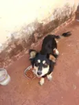 Cãozinho