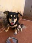 Cãozinho