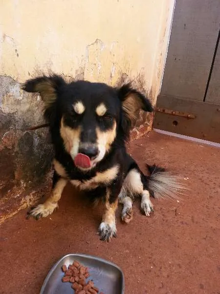 Cachorro ra a SRD idade  nome Cãozinho
