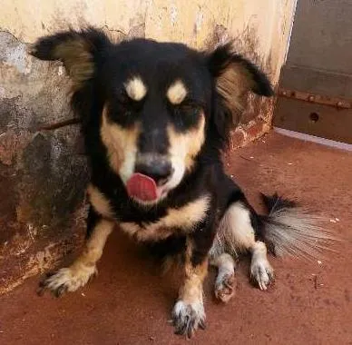 Cachorro ra a SRD idade  nome Cãozinho