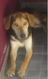 Cachorro raça SRD idade 1 ano nome Ayron