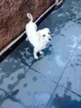 Estopa