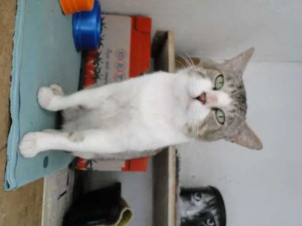Gato ra a SRD idade 1 ano nome Chorão