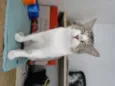 Chorão
