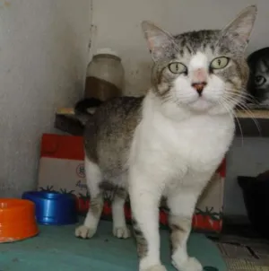 Gato raça SRD idade 1 ano nome Chorão