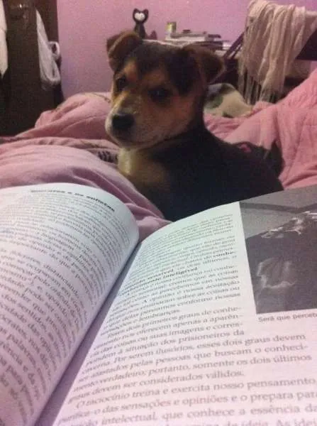 Cachorro ra a SRD idade 2 a 6 meses nome Cookie