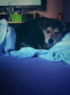 Cachorro raça SRD idade 2 a 6 meses nome Cookie