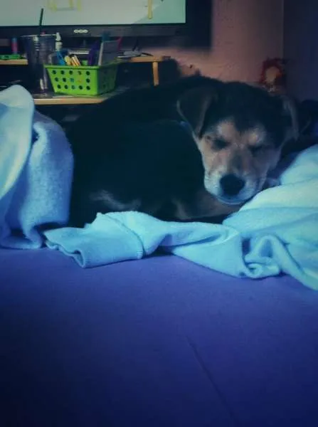 Cachorro ra a SRD idade 2 a 6 meses nome Cookie