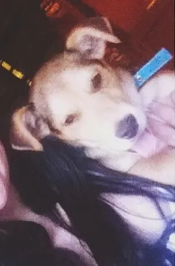 Cachorro ra a SRD idade 2 a 6 meses nome Cookie