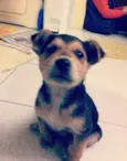 Cookie