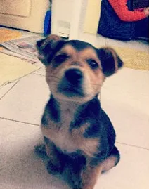 Cachorro ra a SRD idade 2 a 6 meses nome Cookie