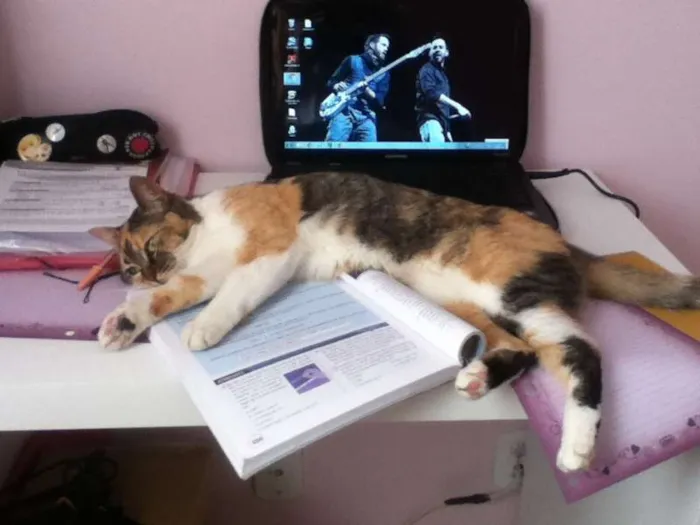 Gato ra a SRD idade 2 anos nome Mia