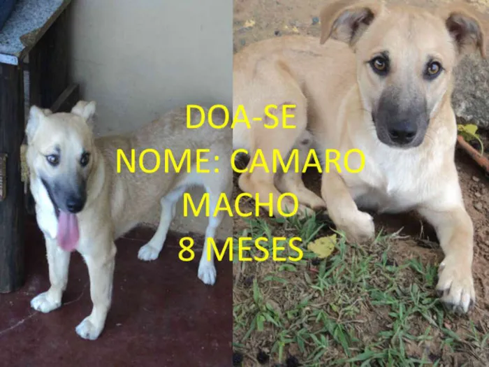 Cachorro ra a Sem raça definida idade 7 a 11 meses nome Belinha, Camaro, Lucky