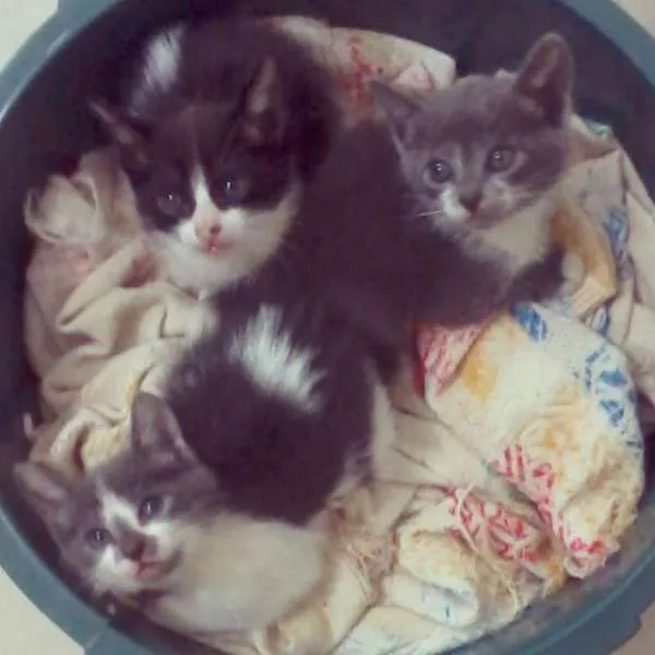 Gato ra a  idade Abaixo de 2 meses nome Sem Nome