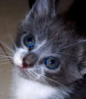 Gato raça  idade Abaixo de 2 meses nome Sem Nome